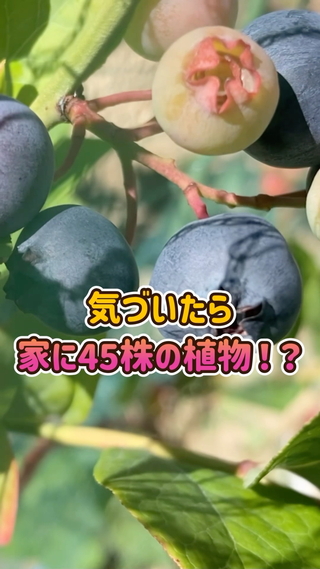 Before I knew it, I had 45 varieties of fruit trees