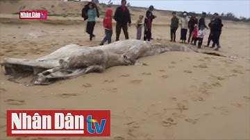 Xác cá voi dạt vào bờ biển Quảng Bình