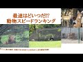 最速は誰だ⁉動物スピードランキング