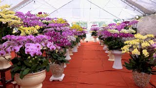 MƠ HOA - CA SỸ : NGỌC SƠN