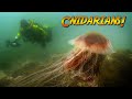 Cnidarians: Squishy Stingy animals! | JONATHAN BIRD'S BLUE WORLD