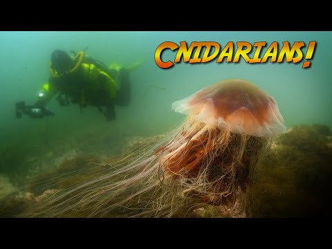 Cnidarians: Squishy Stingy 동물! | 조나단 버드의 푸른 세계