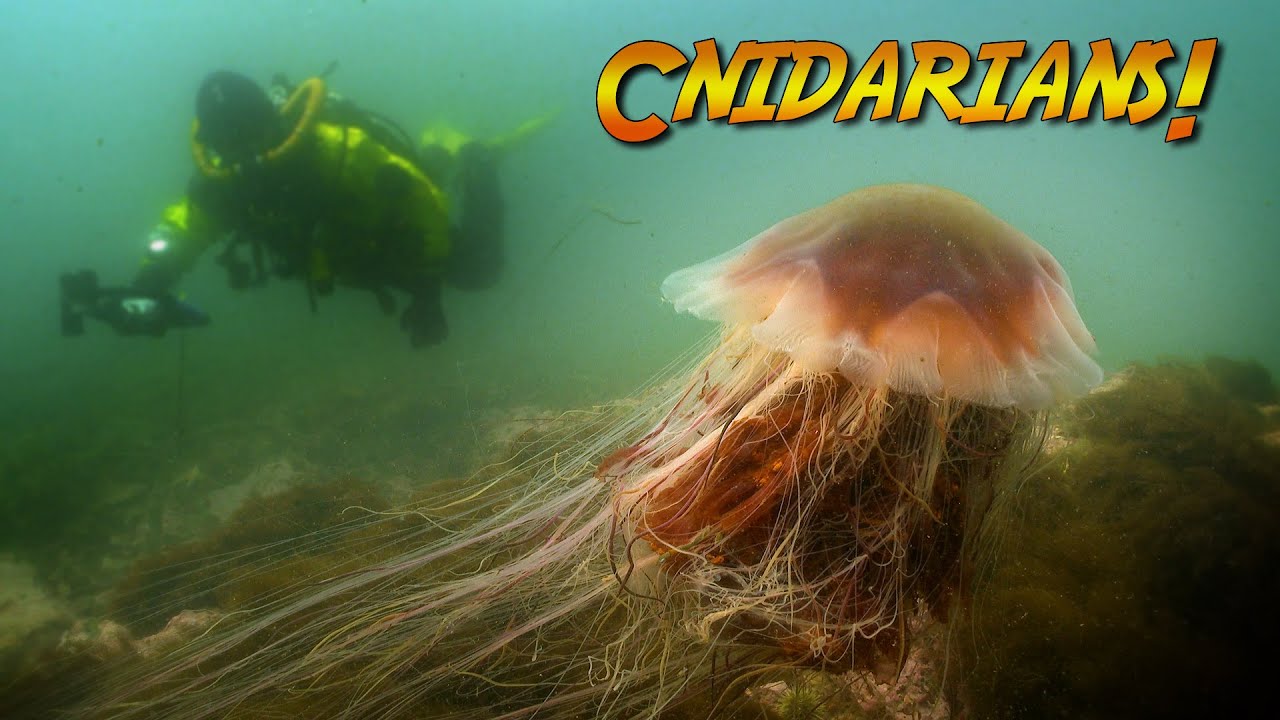 Do Cnidaria Have Jointed Appendages?