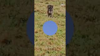 Kölleda    Thüringer Becken