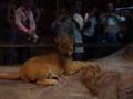 The MGM Lion Trainer Attack Live Montage with Photos and Video, by Robert Paisola