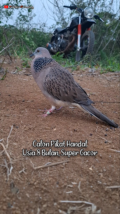 PESOM Turtle Dove Attraction #turtledove