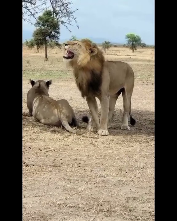 MIKUMI, RUAHA AND NYERERE NATIONAL PARKS #wildlife #travel #nationalpark #animals #safari #leopard #