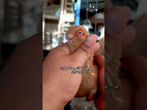 طائر حمام مصري اصفر 
