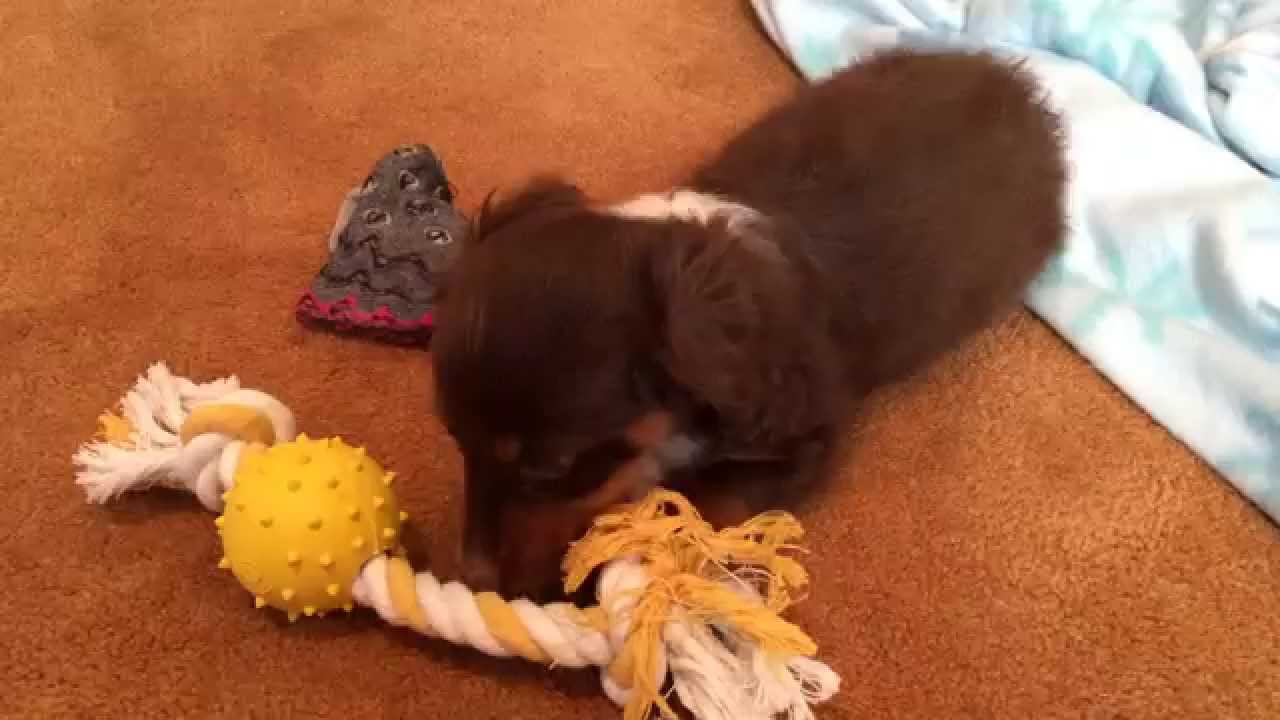 9 Week Old Mini Dachshund Playing YouTube