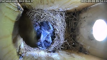 House wren attacks bluebird chicks in nest box and is chased out  5/8/2023