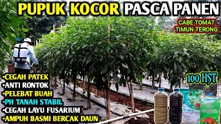 🔴 PUPUK KOCOR CABE TOMAT TIMUN TERONG PASCA PANEN | Perawatan Usia 100 HST #infopertaniancabe
