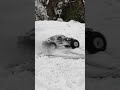 1/7 Arrma Fireteam Snow Fun ❄️