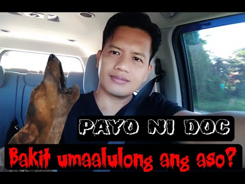 Video: Scooting Ng Aso: Ano Ang Ibig Sabihin At Ano Ang Gawin