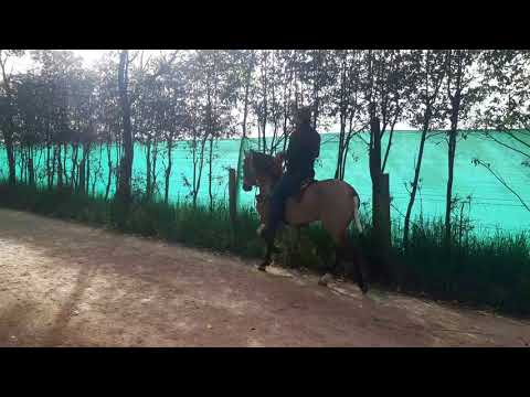 CIPRIANO - YouTube