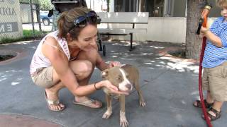 Fawn Pit Bull Puppy Rescued From Mdas Sophia-A1457166
