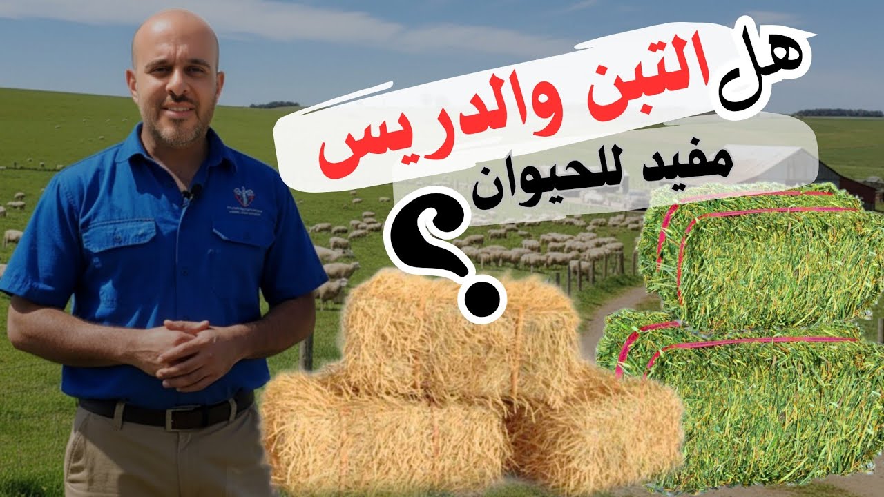 تغذيه الأغنام والماعز هل التبن أو الدريس مفيد للحيوان
