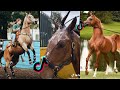 The best horse tiktok compilation 66