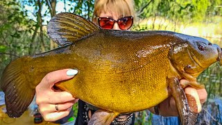 видео: Ловля КРУПНОГО ЛИНЯ на УДОЧКУ как в СКАЗКЕ, Рыба линь, Рыбалка на линя, Ловля линя, Линь картинка: Ловля КРУПНОГО ЛИНЯ на УДОЧКУ как в СКАЗКЕ, Рыба линь, Рыбалка на линя, Ловля линя, Линь