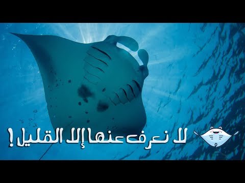 سمكة المانتا العملاقة شيطان البحر