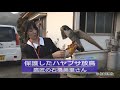 女子高生の鷹匠がハヤブサを放鳥【佐賀新聞】