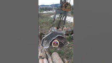 Weird looking spruce tree cut into logs fast! #machine #working #heavyequipment #tigercat #logging