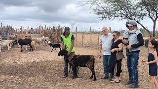 VENDI UMA OVELHA BERGANESE PAREDA COM UM CASAL DE BORREGOS PARA A CIDADE DE NOVA FLORESTA PB