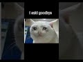 I swallowed shampoo probably gonna die trending viral funny memes cat