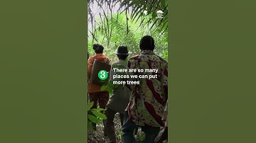 Why are trees a solution to the climate crisis?