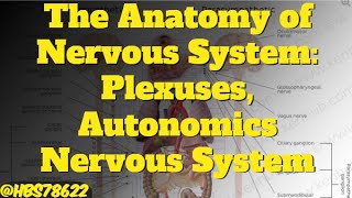 Lec #15.1: Anatomy Of Nervous System: Plexuses, Autonomics Nervous System and Comprehensive Anatomy