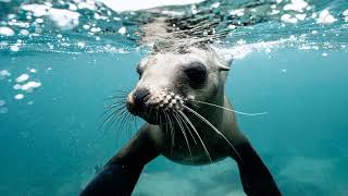 The sound of a fur seal Resimi