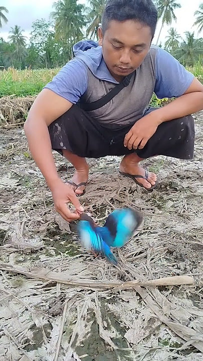 Mencari makanan untuk burung pekak #cekakak #kingfisher #rajaudang #tengkek