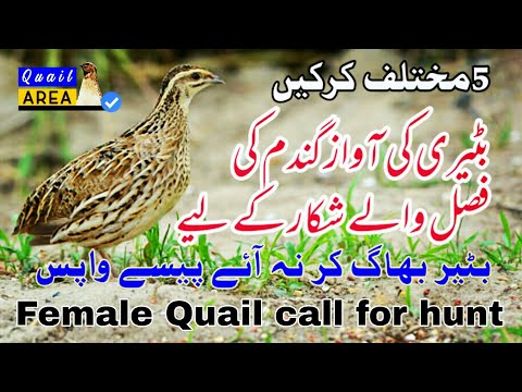        مادہ بٹیر کی آواز بٹیری کی کرک  
