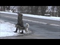 Zero (Siberian Husky) Boot Camp Dog Training Video Zero (Siberian Husky) Boot Camp Dog Training Video