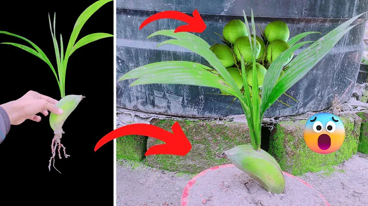 How to grow coconut tree with banana fruits || growing coconut propagate coconut coconut tree