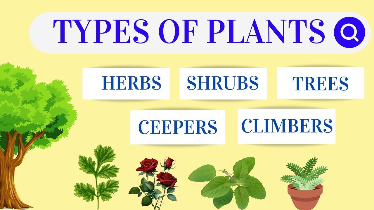 The Difference Between Climbing Plants and Creeper Plants