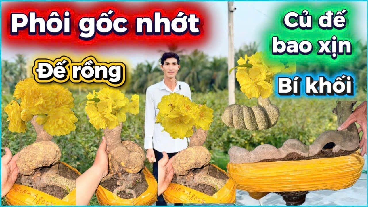 💥 4/3 ☎️ 0983946649 - ANH TÍNH ☎️ hàng vip đáng sưu tầm Gốc nhớt già mùa 