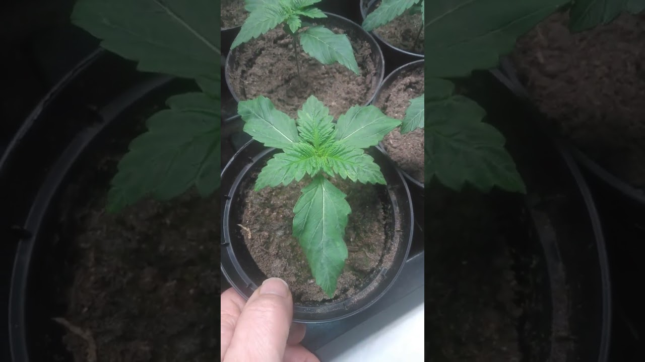 TRI-LEAF BLUE SUNSET SHERBET