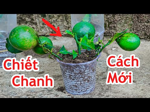 Video Cách Chiết Chanh Kiểu Mới 1 Cây Nhân Ra 1000 Cây Cực... - youtube
