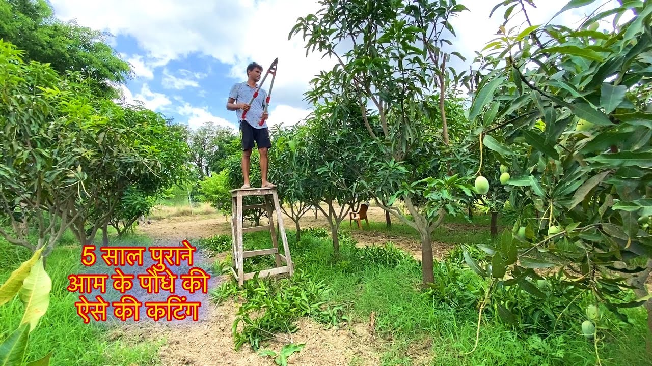 मैनें कैसे काटा 5 साल के अल्ट्रा हाई डेंसिटी आम के पौधों को