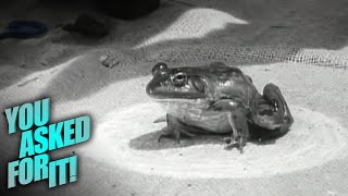 The Jumping Frog Jubilee At Angels Camp You Asked For It