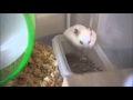 変なところで眠るハムスター Hamster sleeps funny