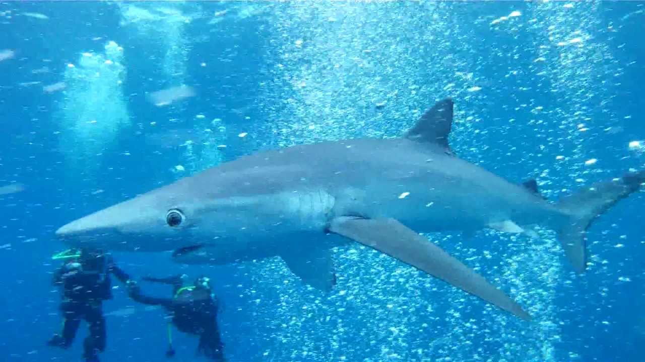 pictures of deep blue shark with divers pictures of deep blue shark with divers