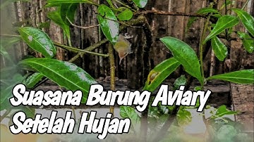 INDAHNYA SUASANA BURUNG BURUNG DI KANDANG AVIARY MINI Manok ID SETELAH HUJAN