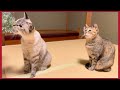 猫と過ごす年の瀬の様子/ 今年もありがとうございました