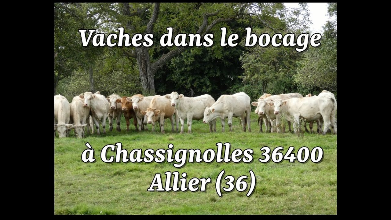 Vaches bocage à  36400 Chassignolles