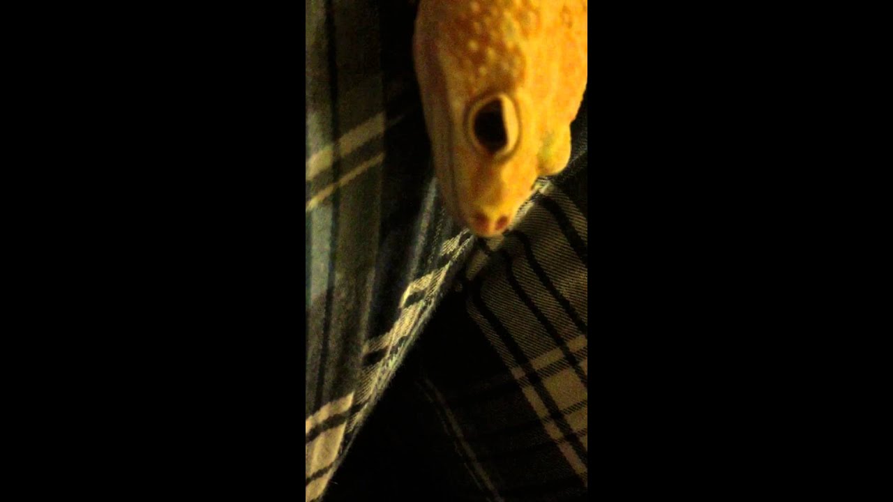 recovery pump Sore Leopard Gecko Nose