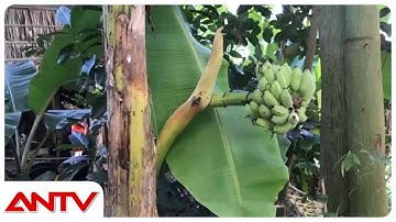 Kỳ Lạ Cây Chuối Trổ Buồng Giữa Thân | Tin Nóng | ANTV