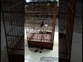 Contoh Burung Gacor Fighter Hilang Burung Murai Batu Belum Kondisi Mp3 - Mp4 Download