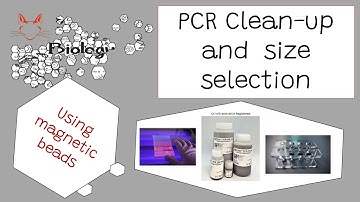 PCR cleanup and size selection using magnetic beads how to!