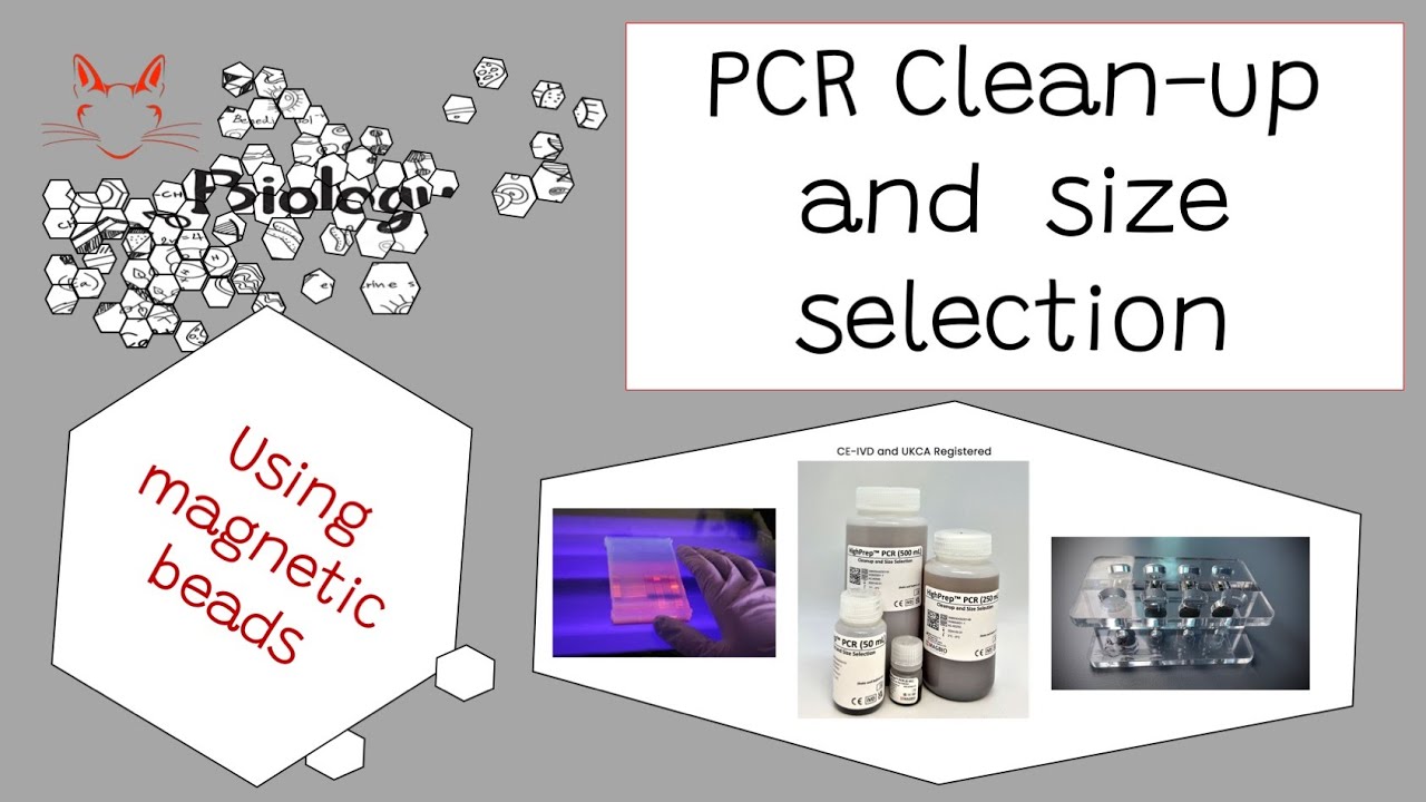 PCR Cleanup And Size Selection Using Magnetic Beads How To YouTube PCR Cleanup And Size Selection Using Magnetic Beads How To YouTube